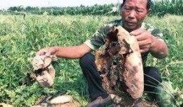 庄寨吃瓜最新事件爆料,最新事件爆料揭秘幕后真相